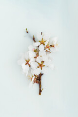 Spring scene with white cherry or almond twig and flowers in milk background. Minimal nature soft creative blooming idea. Fashion beauty layout. Flat lay.