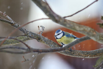 a tit sits on a branch under the falling snow