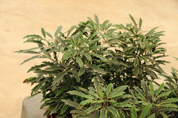 Dizygotheca Mix Elegantissima plants in the garden