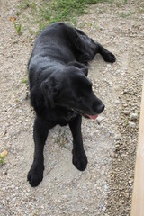 Schwarzer Labrador Retriever in Nahaufnahme. Ein schwarzer Hund ruht auf einer grünen Wiese. Der Hund legt sich in die Sonne. Gelbe Augen. Schwarzes, kurzes, glänzendes Haar. Ohren groß und weich. 
