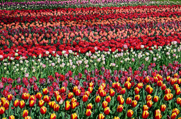 Fototapeta premium Keukenhof Park