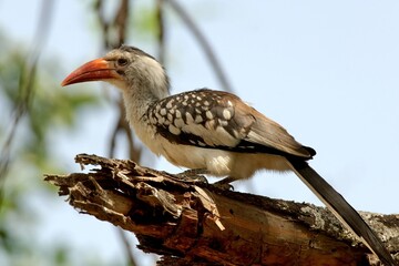 Ein Rotschnabeltoko (Tockus erythrorhynchus) auf einem dicken Ast, Äthiopien.
