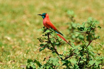 Ein Scharlachspint (Merops nubicus) auf seinem Ansitz, Äthiopien.
