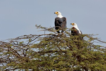 Ein Paar Schreiseeadler (Haliaeetus vocifer) auf einem Baum, Äthiopien.