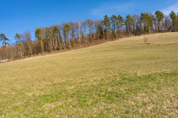 Spring Reborn, Wiedergeborene Frühling, Europa, Switzerland, Mountain, Forest, Sunny day, Lonely...