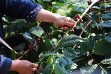 Plantation red coffee bean farmer hands ripe harvest in Garden farm. Close up hand harvesting green red yellow bean Robusta arabica Coffee berries leaf tree Plant in Brazil Ethiopia Vietnam Country