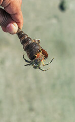 Hermit Crab on the beach. Wildlife Beach, Hermit Crab, Animal Shell, Seashell White Beach Macro Sunny Day.
