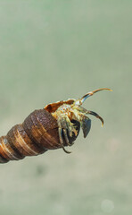 Hermit Crab on the beach. Wildlife Beach, Hermit Crab, Animal Shell, Seashell White Beach Macro Sunny Day.