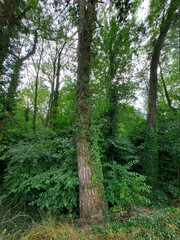 Grün im Spätsommer. Rasen mit blühenden Büsche. Unkraut in Nahaufnahme. Sträuchern entlang einen Wald. Bäume mit üppigem Kröne. Die grünen Blätter sind hell und sehen frisch aus.