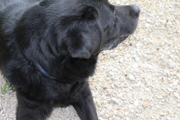 Schwarzer Labrador Retriever in Nahaufnahme. Ein schwarzer Hund ruht auf einer grünen Wiese. Der Hund legt sich in die Sonne. Gelbe Augen. Schwarzes, kurzes, glänzendes Haar. Ohren groß und weich. 