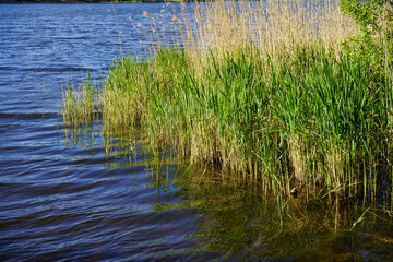 Reeds growing in a lake 