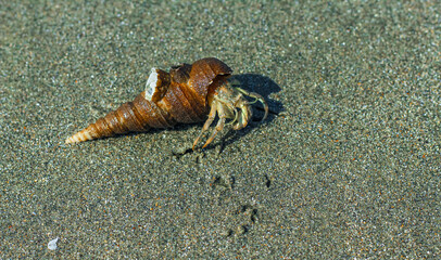 Hermit Crab on the beach. Wildlife Beach, Hermit Crab, Animal Shell, Seashell White Beach Macro Sunny Day.