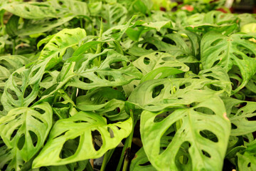 Monstera Obliqua plants in the garden