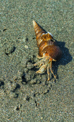 Hermit Crab on the beach. Wildlife Beach, Hermit Crab, Animal Shell, Seashell White Beach Macro Sunny Day.