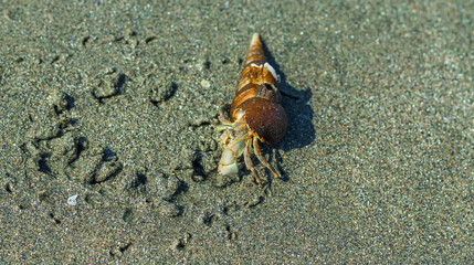 Hermit Crab on the beach. Wildlife Beach, Hermit Crab, Animal Shell, Seashell White Beach Macro Sunny Day.