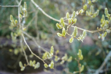 Close up of catkins in a tree