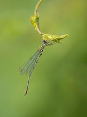 Willow Emeral Damselfly Resting on a Leaf