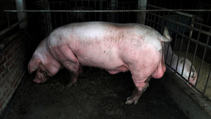 In the traditional style, the pig farms of the parents pig farm. One of the animal husbandry companies that raise piglets and raise indoor housing © andy