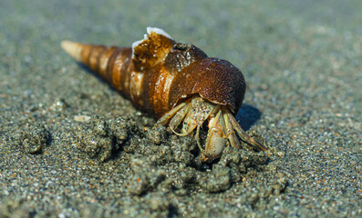 Hermit Crab on the beach. Wildlife Beach, Hermit Crab, Animal Shell, Seashell White Beach Macro Sunny Day.