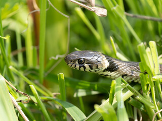 Fototapeta premium Grass Snake Head Close Up