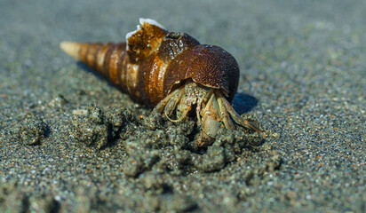 Hermit Crab on the beach. Wildlife Beach, Hermit Crab, Animal Shell, Seashell White Beach Macro Sunny Day.