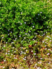 早春の畑の畦に咲くオオイヌノフグリと若草