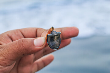 Macro shot of a small crab with a seashell in the hand. Close up view. Seashells in Hand Closeup.