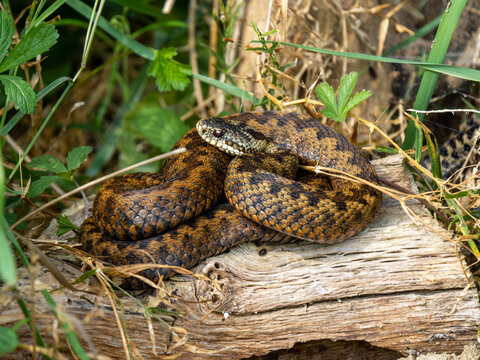 Adder snake  coiled up on log