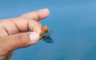 Macro shot of a small crab with a seashell in the hand. Close-up view. Seashells in Hand Closeup.