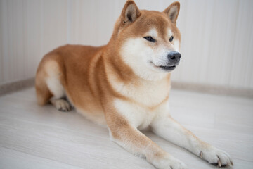 fluffy red dog Shiba Inu sits in a bright room, during the day. Games, dog training, problems of raising purebred dogs. Shiba portrait