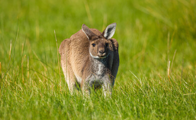 Western Grey Kangeroo (Macropus fuliginosus) in tall grass
