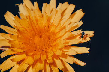 araña sobre flor amarilla
