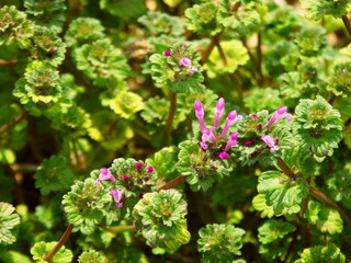 田んぼの畦に咲く仏の座
