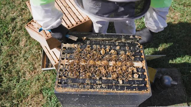 Beekeeper in full suit carefully taking out wooden honey frame during inspection, top view