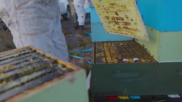 Beekeeper checking bee hive with brood comb, waving wooden panel