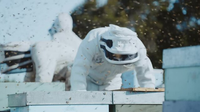 Millions of bees flying around beekeepers doing maintenance on Langstroth bee hives