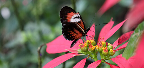 Butterfly World is located in Tradewinds Park in Coconut Creek, Florida, United States. It opened in 1988, and is the largest butterfly park in the world, and the first park of its kind in the Western