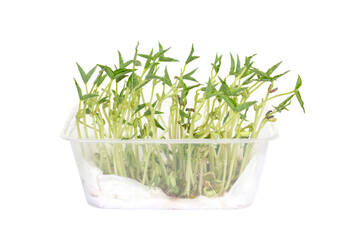 Grow bean sprouts in plastic box isolated on white background.