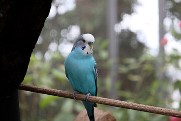 Budgerigars are small species of seed-eating parrot also known as budgie and are the only species in the genus. The Budgies are very popular pets around the world and with colouring of blues, whites, 