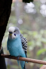 Budgerigars are small species of seed-eating parrot also known as budgie and are the only species in the genus. The Budgies are very popular pets around the world and with colouring of blues, whites, 