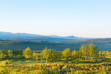Birch tree scenics landscape view in a wilderness