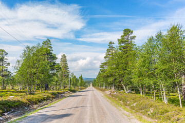 Fototapeta na wymiar Dirt road in a woodland in the north of Sweden