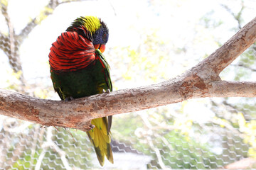 Rainbow lorikeet is the most colorful species of parrot found in Australia, feed mainly on fruit and nectar. There are 8 more species of lorikeet found in Australia known as Musk lorikeet, Little lori - obrazy, fototapety, plakaty