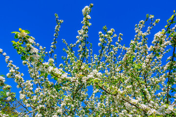 Flowering fruit trees against a blue sky