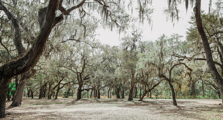 Moss Park & Campground is located at 12901 Moss Park Road, Orlando FL 32832. 