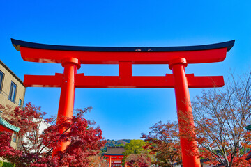 京都の秋の美しい紅葉　青空に映える伏見稲荷大社の赤い鳥居と赤いモミジ（日本）　Beautiful autumn leaves in Kyoto - the red torii gate and red maple leaves of Fushimi Inari Taisha in the blue sky（Kyoto City, Japan)