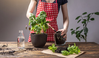 Woman in a red apron is transplanting green basil seedlings into a larger pot and taking care of them. Concept of gardening, agriculture, spring