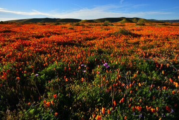 Antelope Valley California