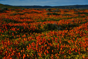 Antelope Valley California