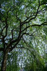 若葉で覆われた枝垂れ桜